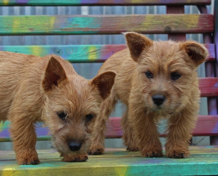 Норвич и Керн терьер