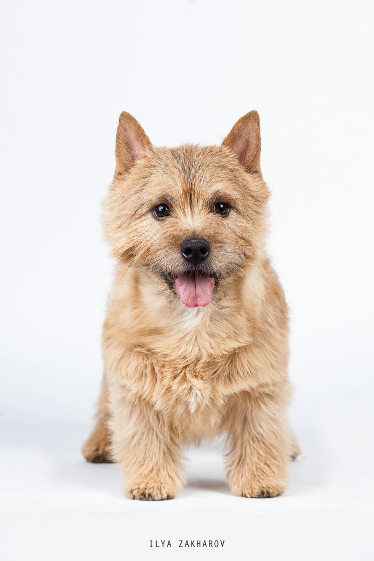 Норфолк терьер чепрачный