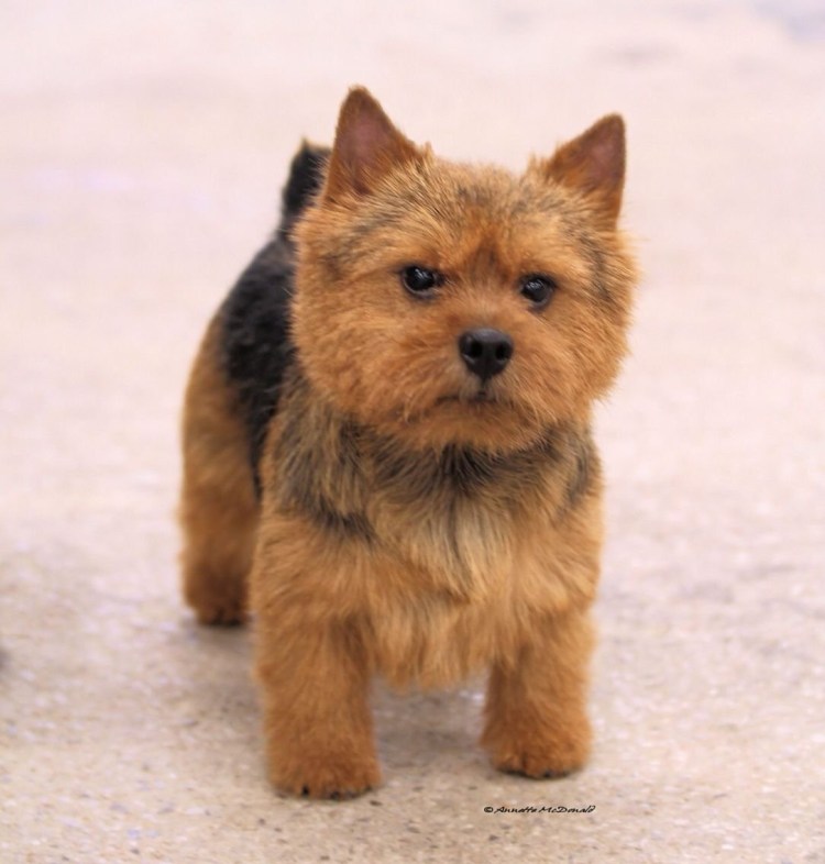 Керн терьер или Норвич терьер