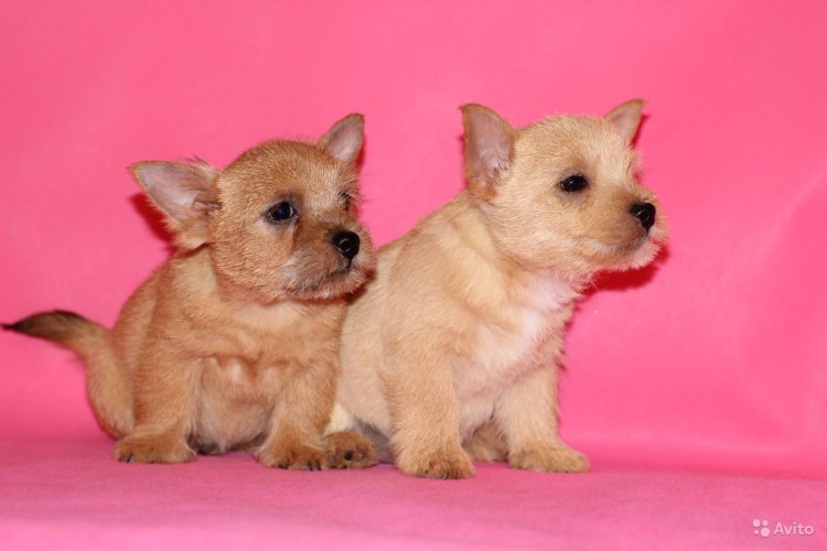 Норвич спаниель