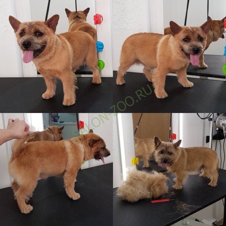 Тримминг собак Норвич терьер