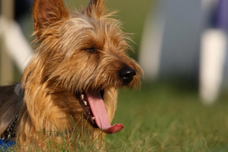 Норвич терьер