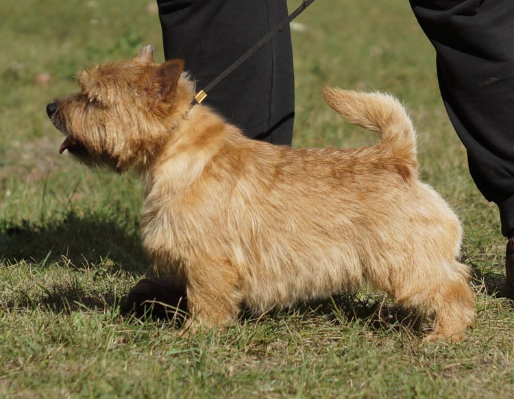 Норвич терьер