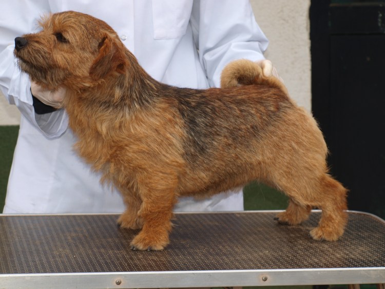 Норфолк терьер тримминг