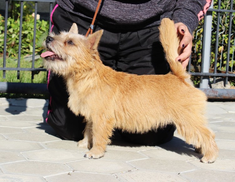 Вест хайленд Ярмольника