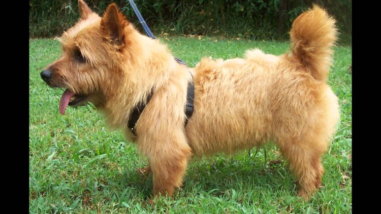 Норвич терьер рыжий