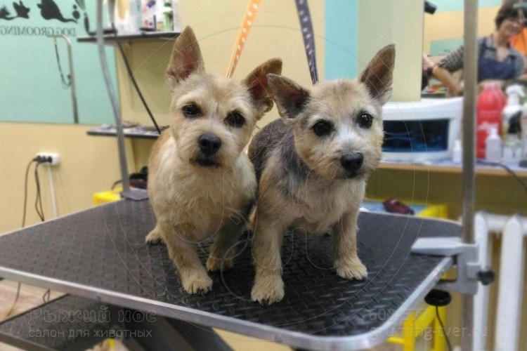 Рыжий нос салон для животных