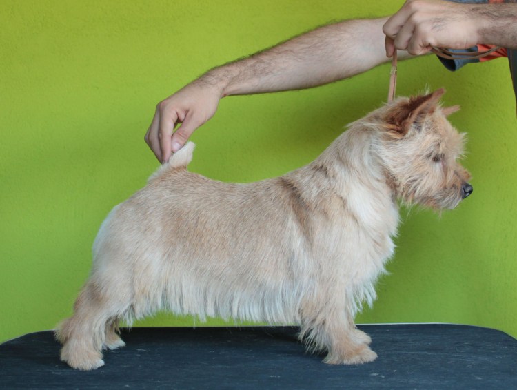 Норвич и Норфолк терьер стрижка