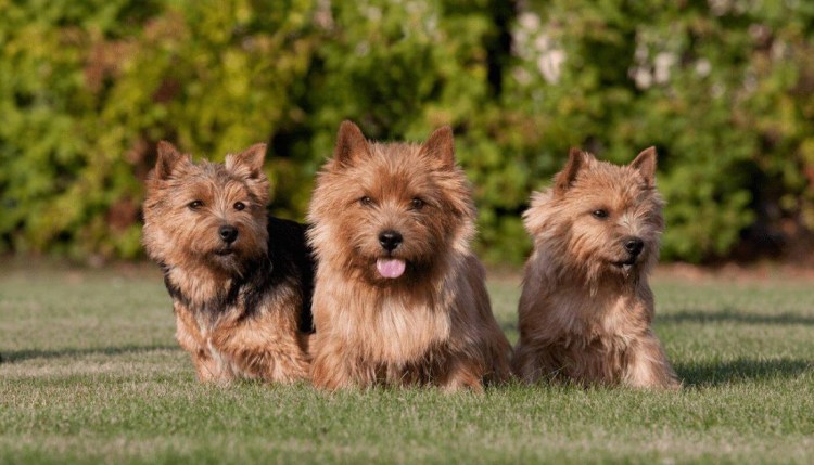 Порода собак Норвич