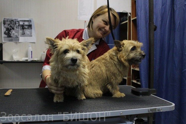 Норвич терьер стрижка