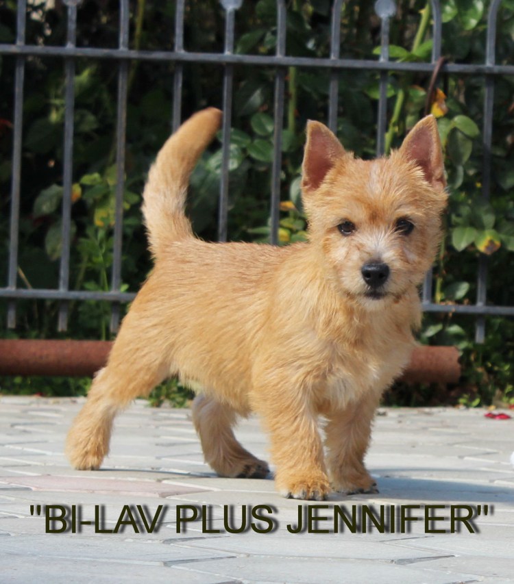 Норвич терьер