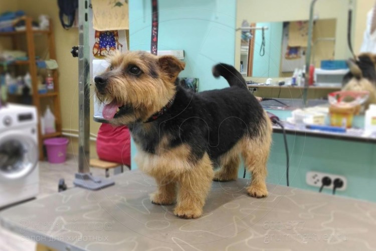 Норвич терьер стрижка