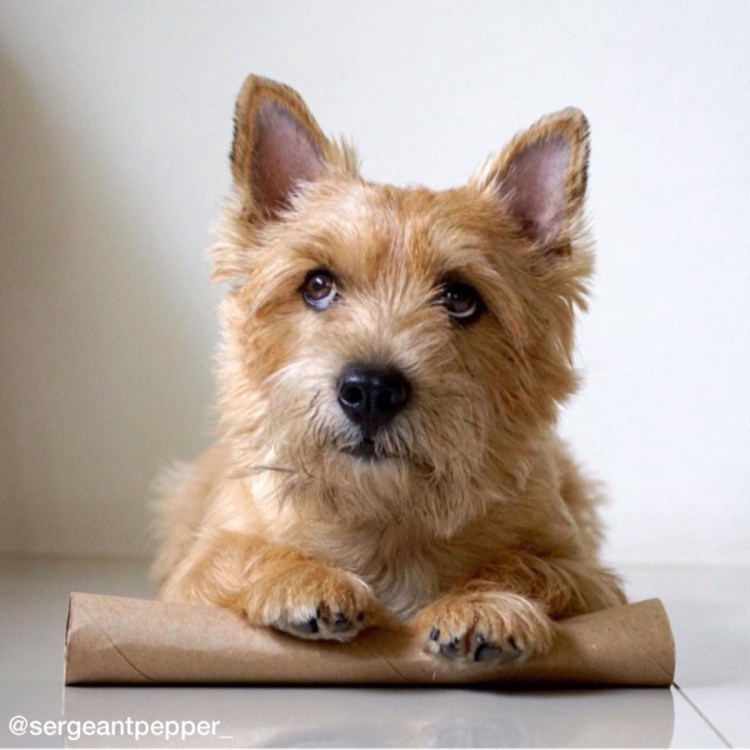 Норвич терьер груминг