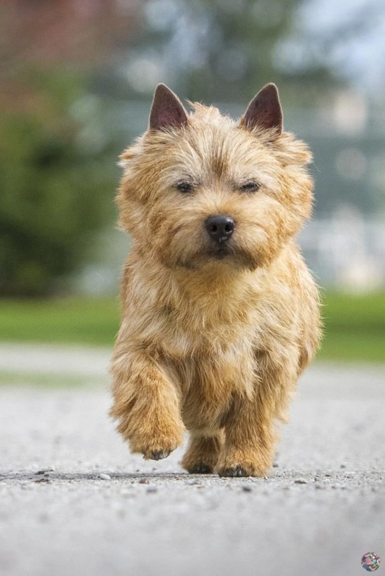 Норфолк-терьер (Норфолкский терьер)