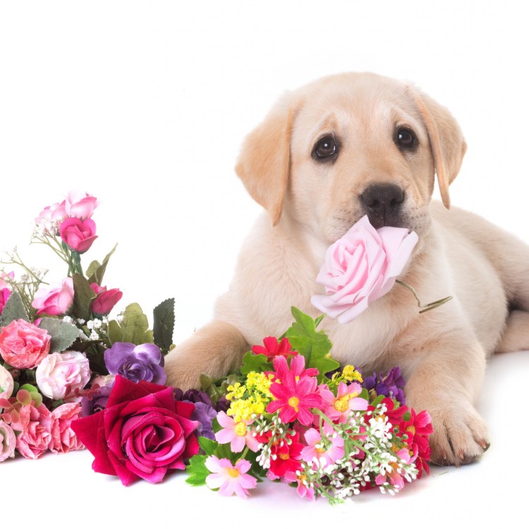 Лабрадор ретривер