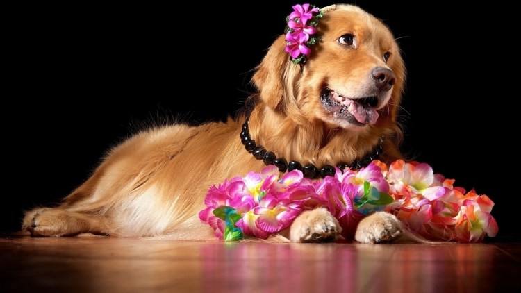 Золотистый ретривер маленький