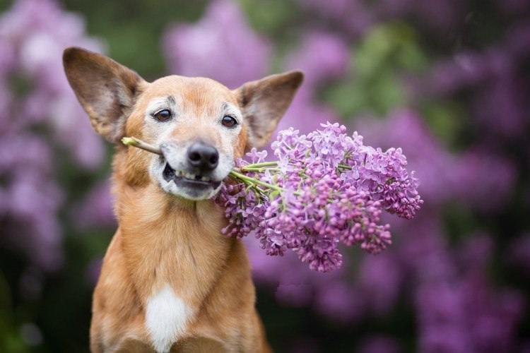 Собачки в цветах