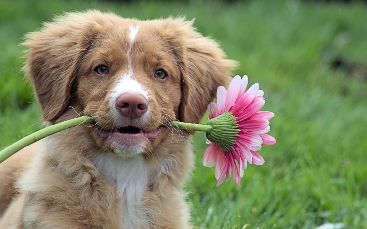 Собака в цветах