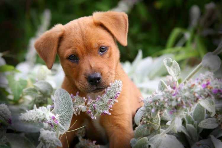 Щеночек с цветочком