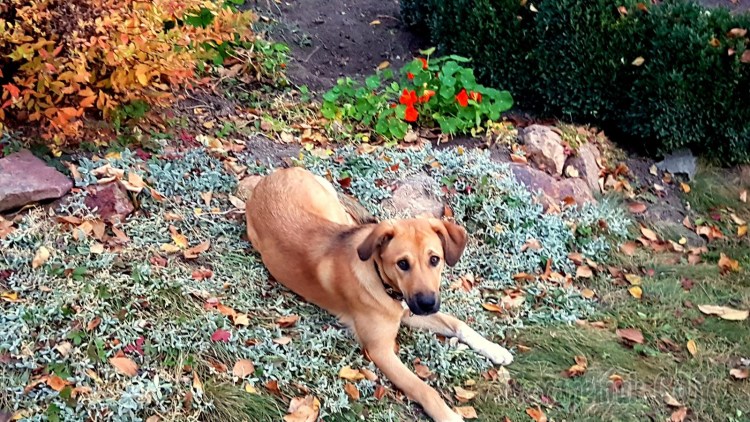 Милые собачки