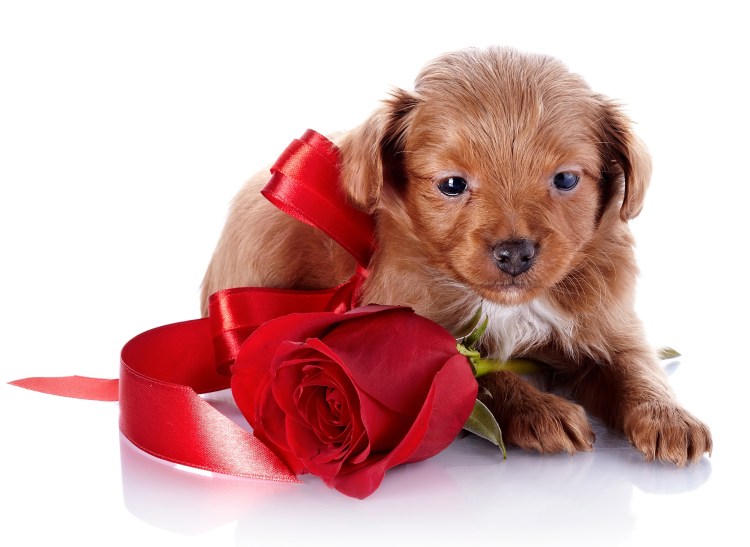 Кокер спаниель именинник