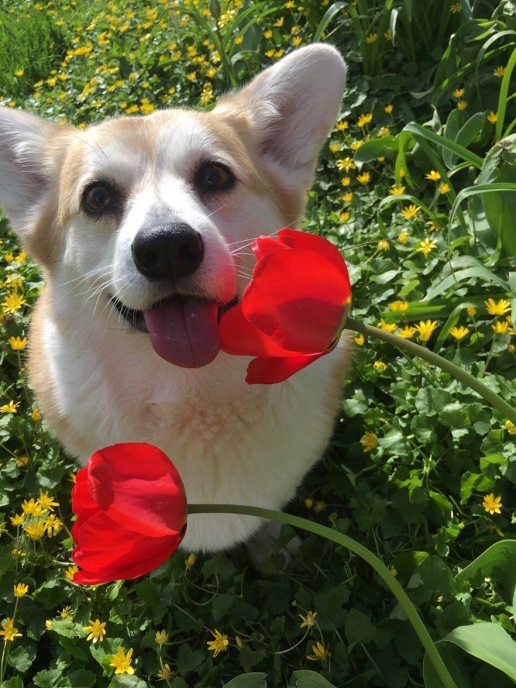 Кавалер Кинг Чарльз спаниель щенки