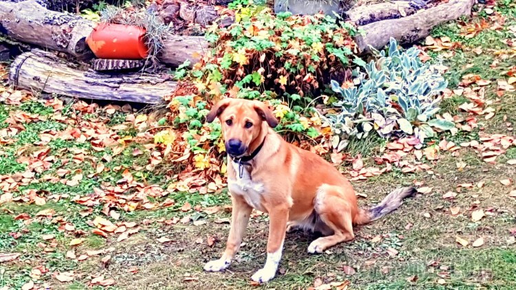 Джек Рассел марта