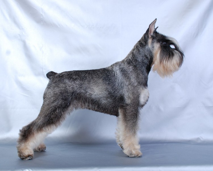 Цвергшнауцер тримминг