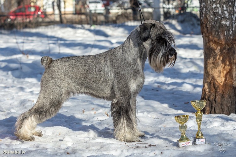 Цвергшнауцер стрижка тримминг