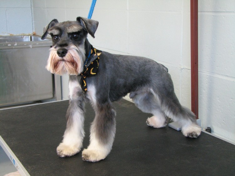 Цвергшнауцер триминга