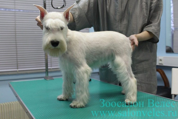 Белый Цвергшнауцер тримминг