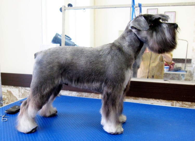 Шнауцер миттель стрижка