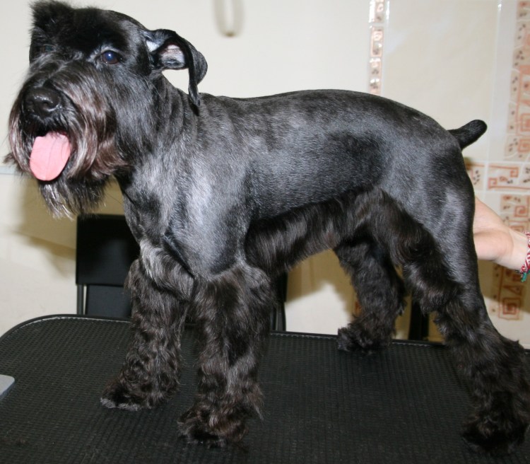 Черный Цвергшнауцер тримминг