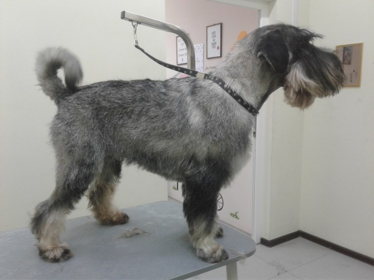 Цвергшнауцер грумминг