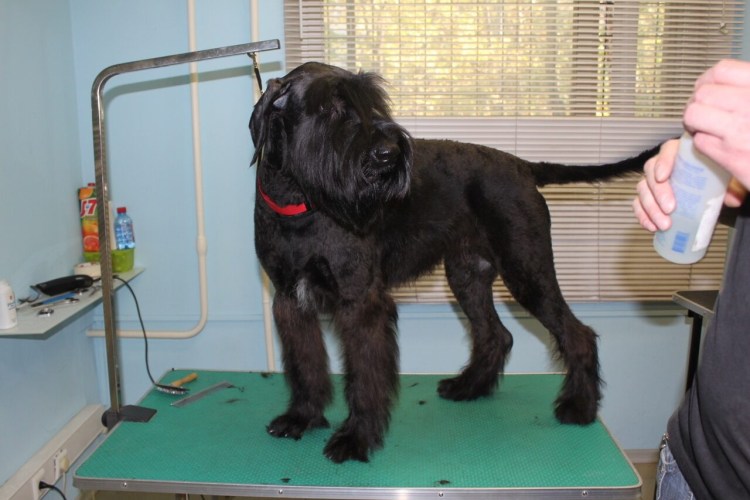 Миттельшнауцер черный купированный