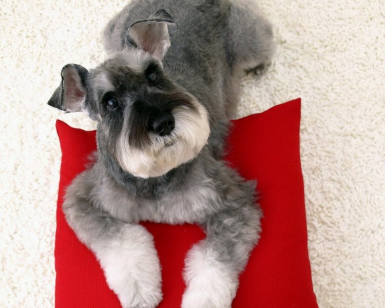 Тримминг дратхаара