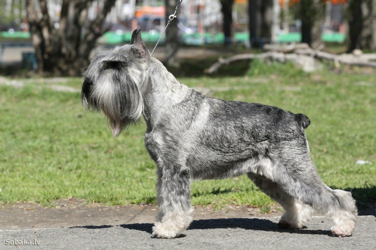 Ризеншнауцер Миттельшнауцер Цвергшнауцер