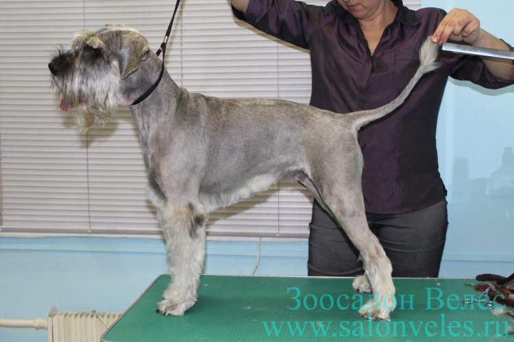 Миттельшнауцер нестриженный