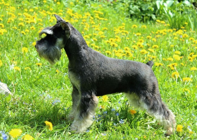 Побритый Цвергшнауцер