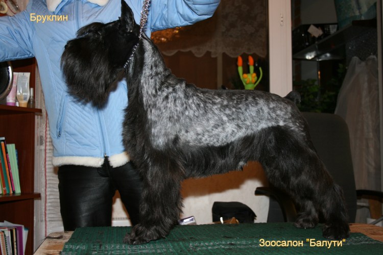 Цвергшнауцер стрижка тримминг