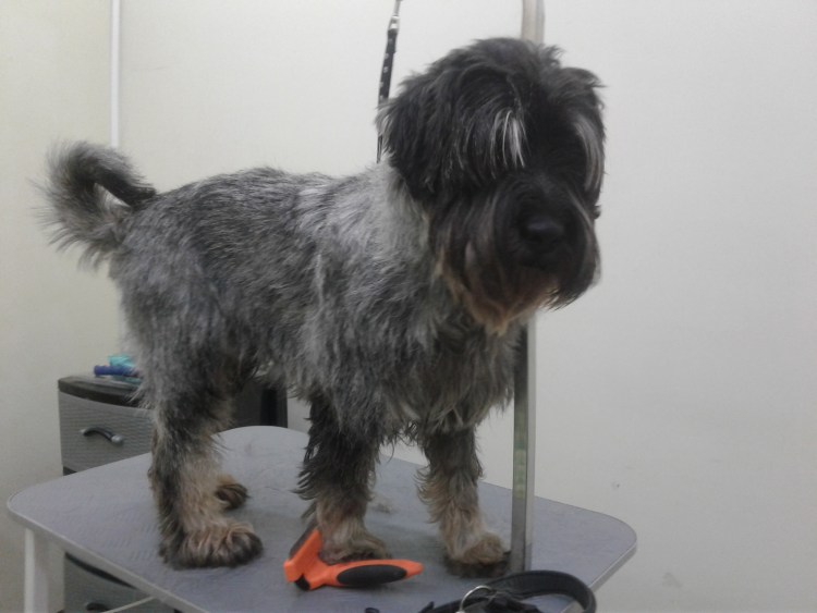 Собака Цвергшнауцер стандарт груминга