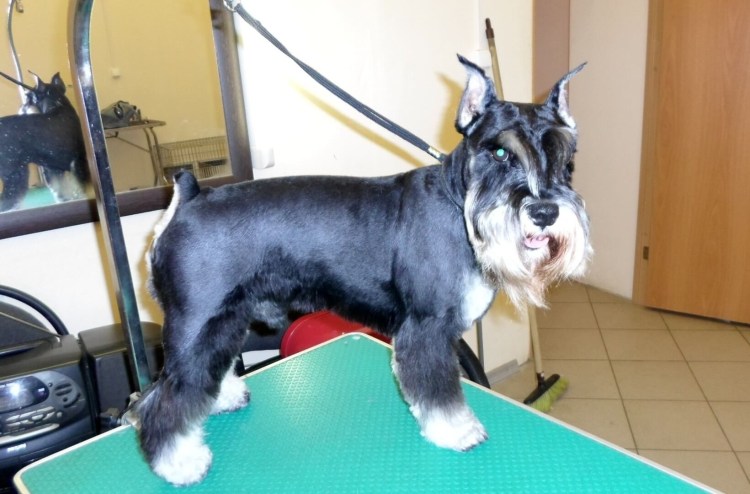 Цвейг терьер