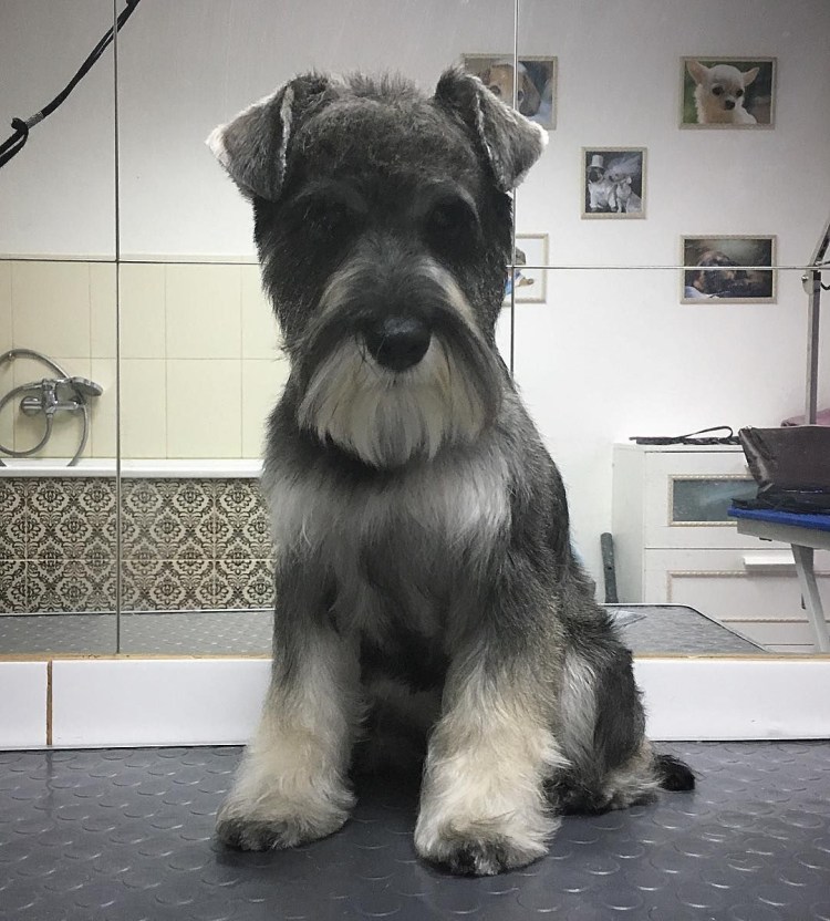 Нестриженный шнауцер