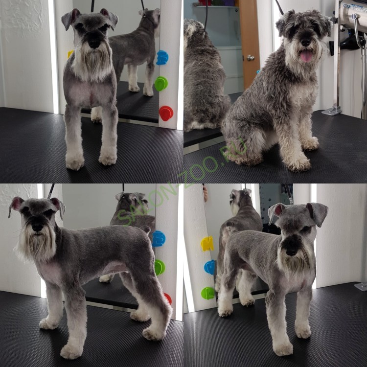 Тримминг цвергшнауцера