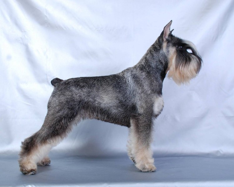 Лысый шнауцер