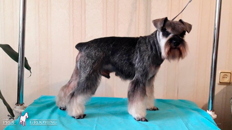 Миттельшнауцер линии тримминга