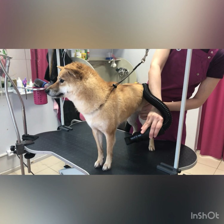 Толстая сиба ину