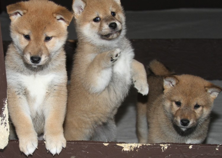 Ладожский дом питомник сиба ину