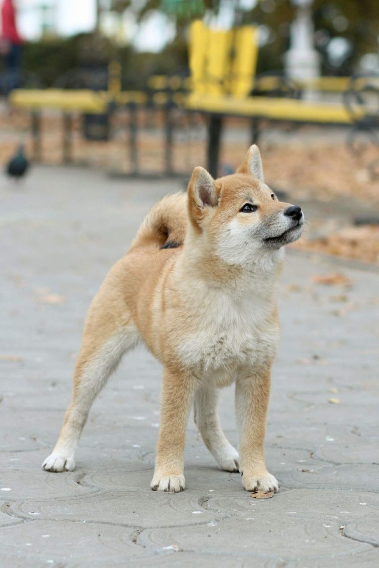 Сиба ину ебитес