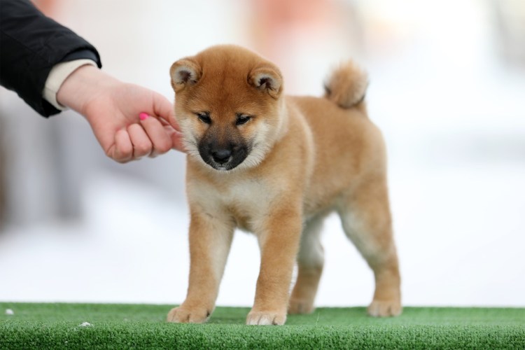 Кожемяко Олег Акита ину